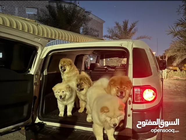 جلاب جاو جاو للبيع مطعمين