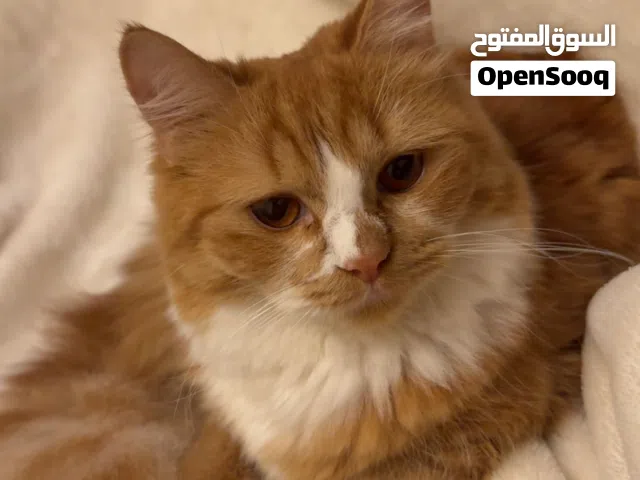 القطه أليفه وحلوه وأمورها طيبه وفهيمه الحمدالله وتسمع الكلام