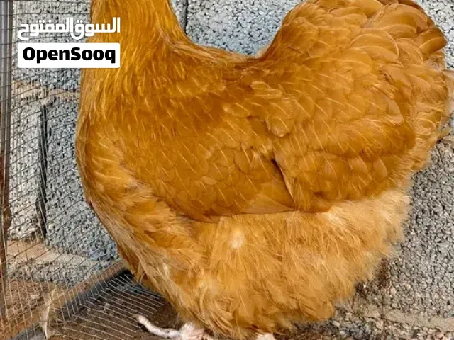 دجاجة كلاي مريندا