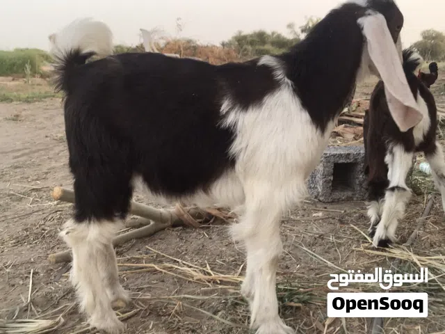 تيس حجازي تهجين رويان حليب مد وشور مذيار