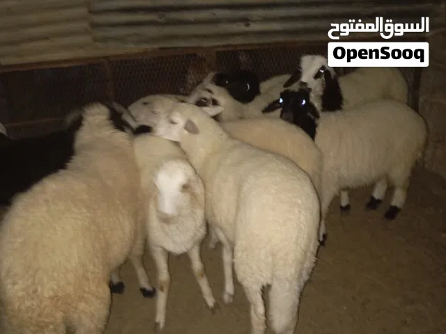 7فطابم و2خرفان