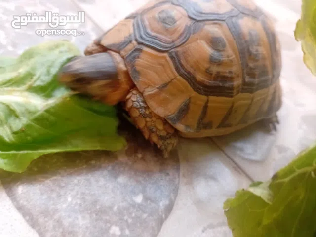 فكرون حجم متوسط