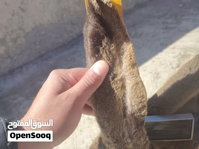 انثى الماني ع أوكراني شغاله وذكر هجين الماني وزن 3 كيلو ونص