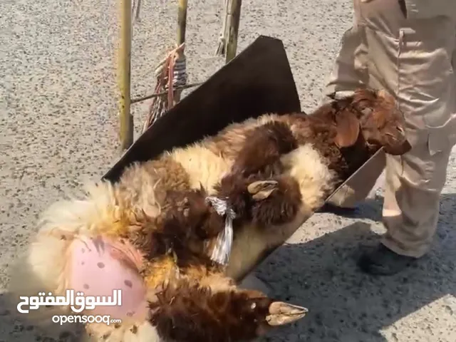 طليان وذبايح جزله واشرط لك اللحم