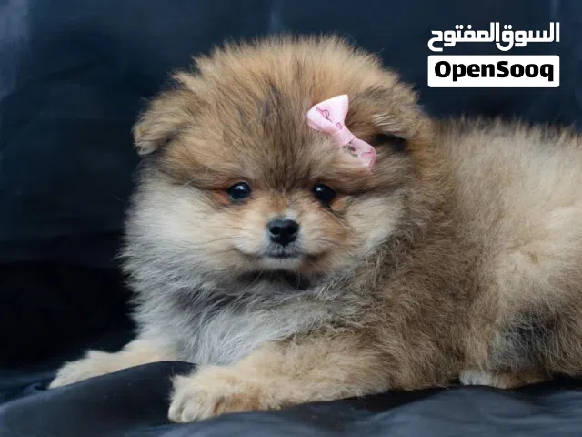 إليك أجمل جراء بوميرنيان . دلع – شكل فاخر – حجم الجيب مواصفات جراءنا: وجه  (Teddy Face)