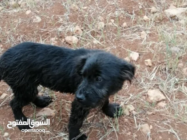 كلب جيرمن رويل بلاك للبيع بسعر مغري و قابل للتفاوض