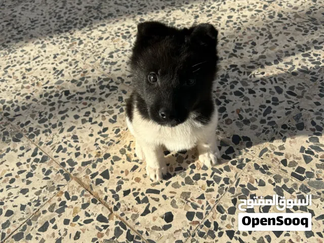 انثى اكيتا امريكي عمر 60 يوم