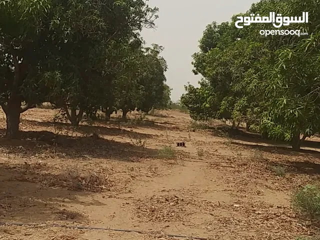 مزرعه للبيع جاهزه