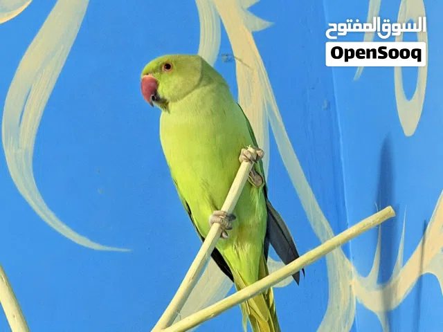 للبيع متوه النوع ذكر