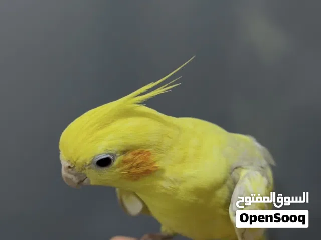 للبيع كوكتيل لون فراشه اليف مافي عض نهائياً يصلح للطفال