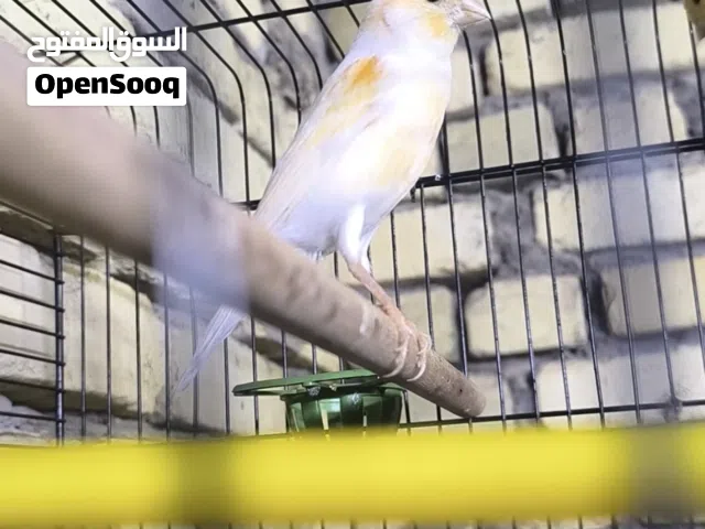 فحل كناري فول تفاصيل واتساب