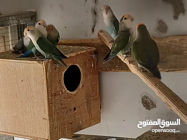 14 جوز توكي شغالة للبيع