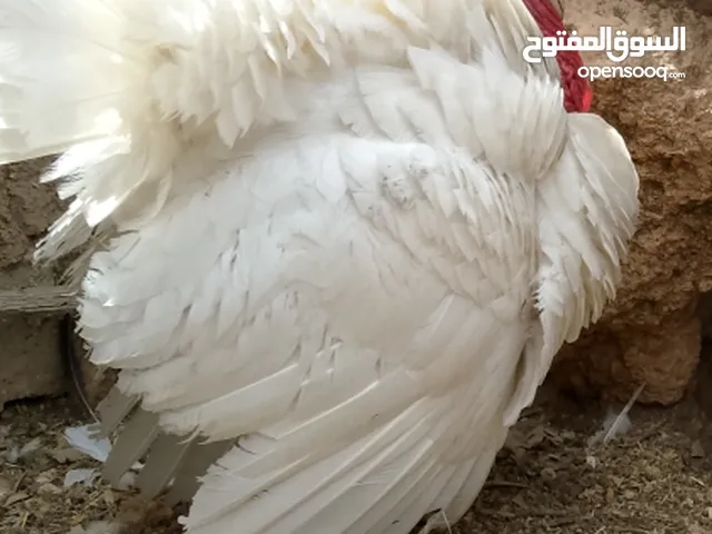 دجاج وحبش للبيع
