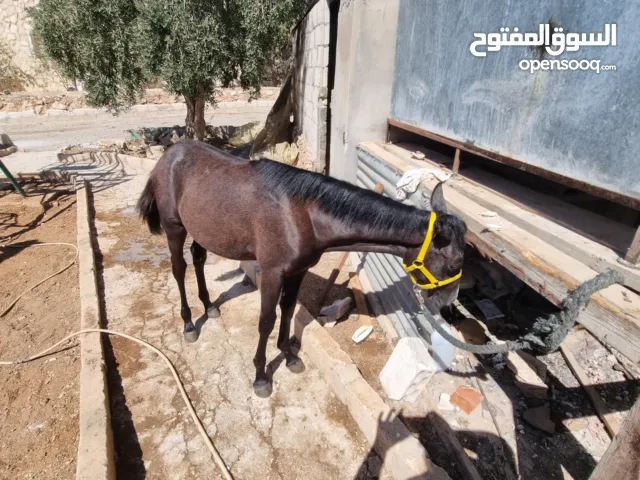 مهر صغير عمره تسع أشهر هادي جدا مطيع