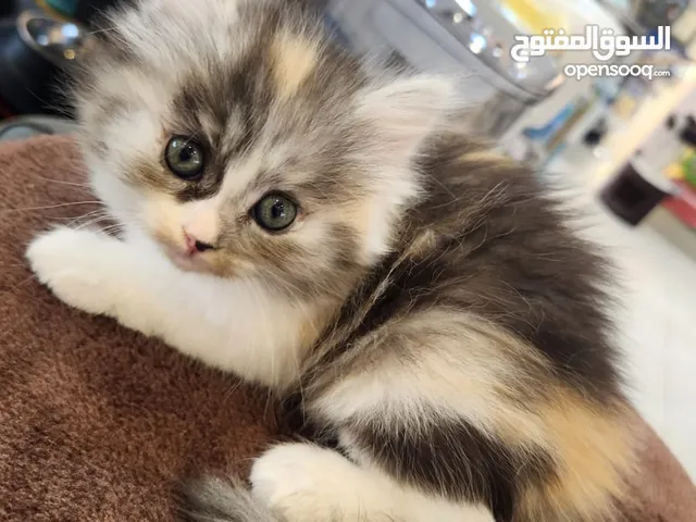 Turkish angora  Two months old  Price 80 omr