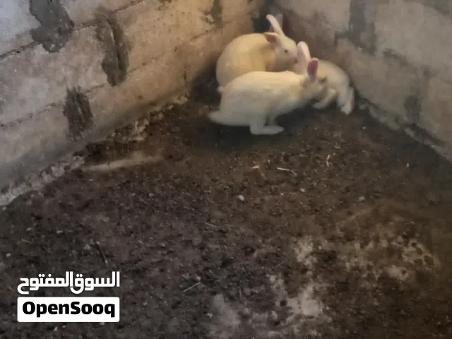 أرانب شغلات