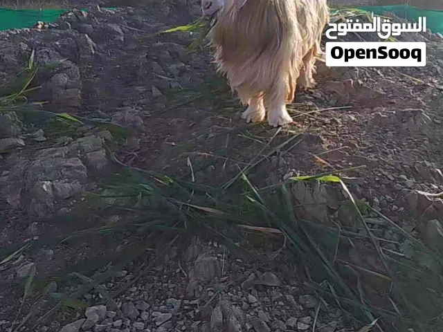تيس للبيع ماشاءالله