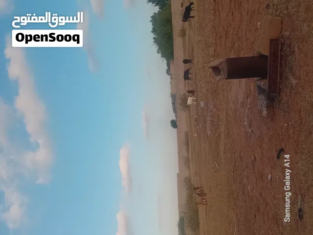 6 معيز 5 مولد وحدة عشراء