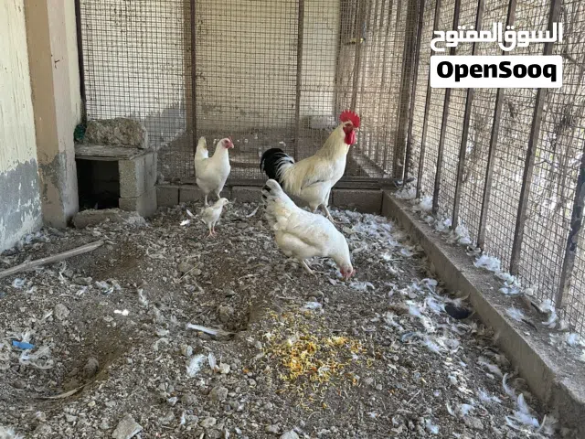 فرنسي منتجات