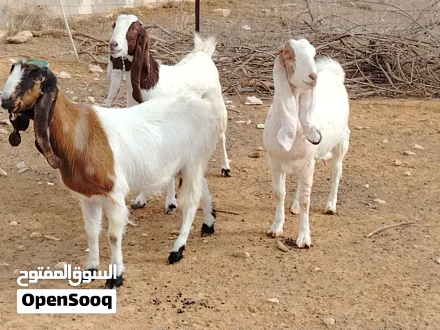 3 معزات هجين مواصفات ربي يبارك اعشار سنهم زوز كيف رقو أول جمع ووحدة تاني جمع مكانهم صبراتة يوجد توصي