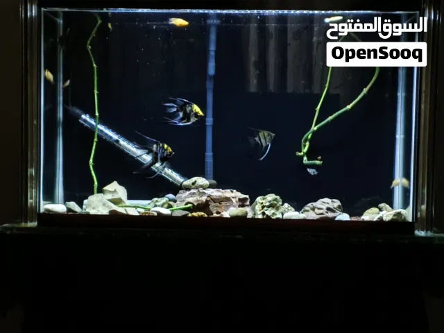 حوض سمك للبيع بالوصف