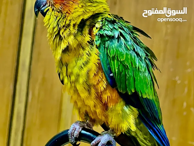 صن كنيور للبيع