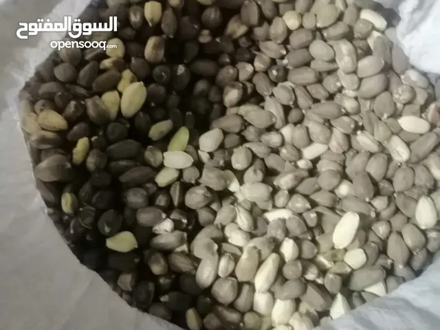 حب شوع للبيع