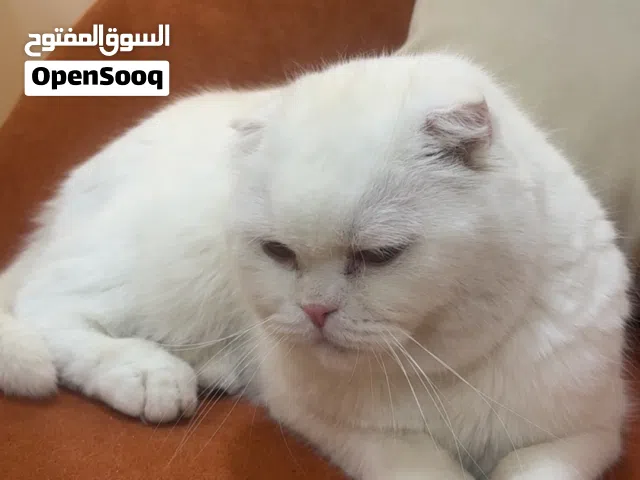 قطو ذكر للبيع