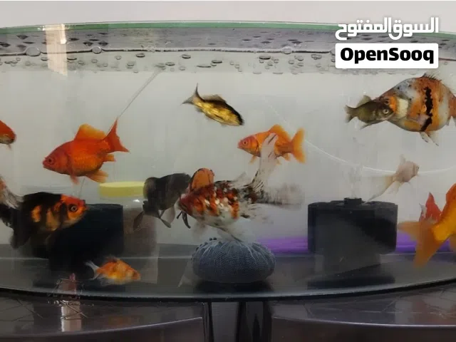 حوض سمك بكامل أغراضه مع السمك