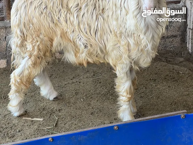 كبش نجدي مشروع فحل لون ابيض