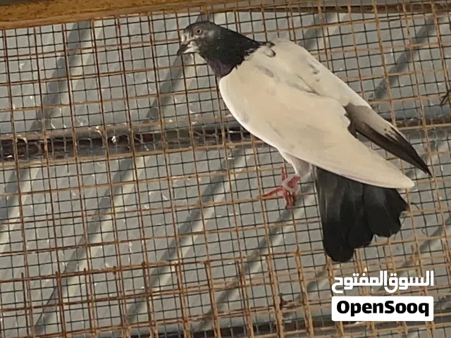 حمام باكستاني مطيار الوصف مهم