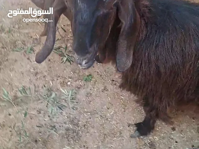 عنز سنان لبن اول ولده