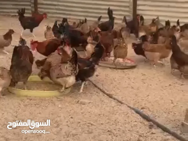 للبيع دجاج عربي قديم ترثة دم صافي