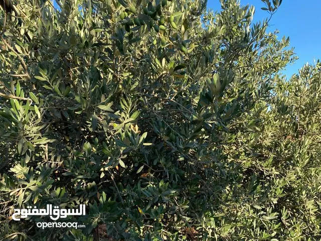4 دنمات الكمشة حوض الميدان مستوية وتربة حمراء مزروعة زيتون بكامل القطعة