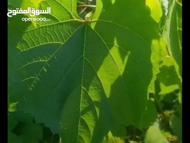 ورق عنب طازج قطف يومي عالي الجوده ويوجدخدمت توصيل لباب البيت