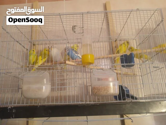 طيور بقلينو