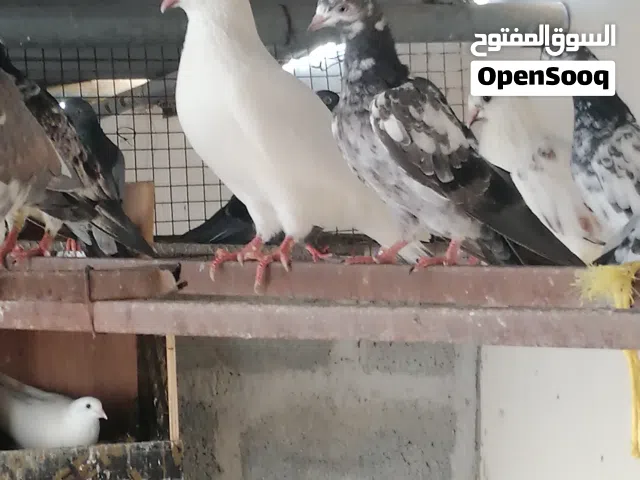 حمام باكستاني وشي المدينه أصلي تربيه البيت طبيعي بدون تفقيس الحمدالله في صحه ممتازه ابيعهن كلهن جمله