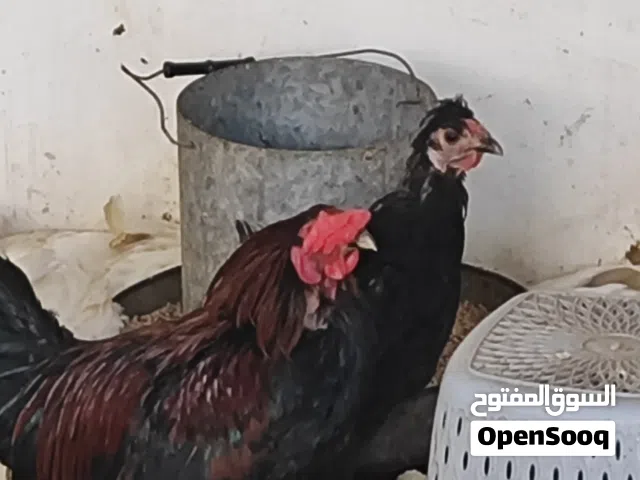 دجاجه وديج للبيع اقره الوصف