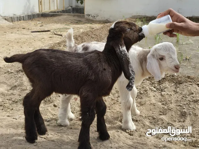 تيوسه رحبي وباكستني مجرد معلان رقم رجال في الوصف