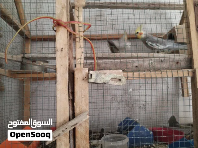 كوكتيل شرط التبزير مع افراخهن عدد 4