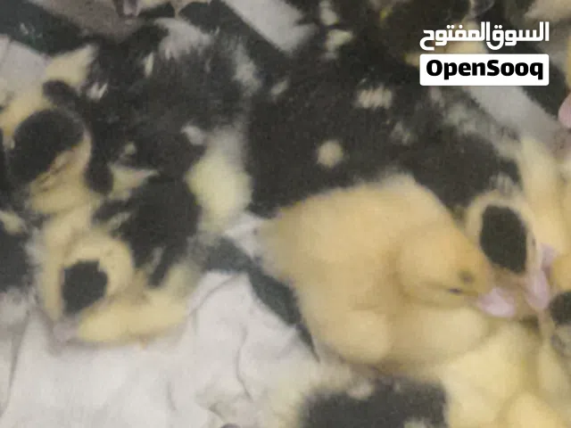 افراح بش مصري شرط الصحه والنضافه