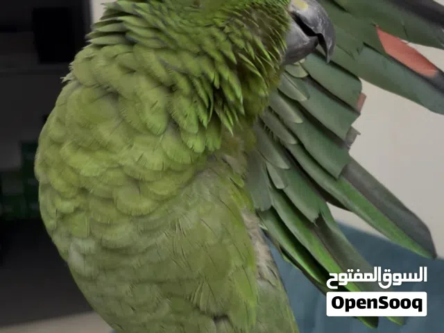 amazon parrot