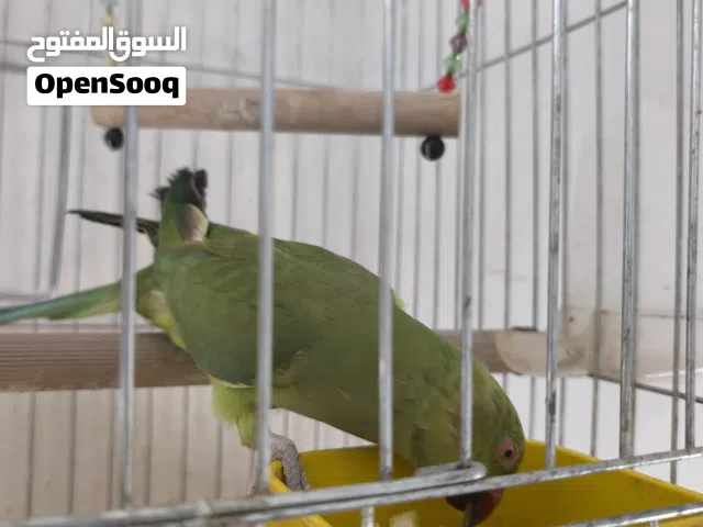 دره هندي مع قفصه لون اخضر سعر حرق