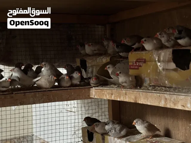 متاح فناجس انتاج عراقي هنه ومخاليفهن جواهن بيض وأفراخ وخير من الله 35زوج ابيع شلع