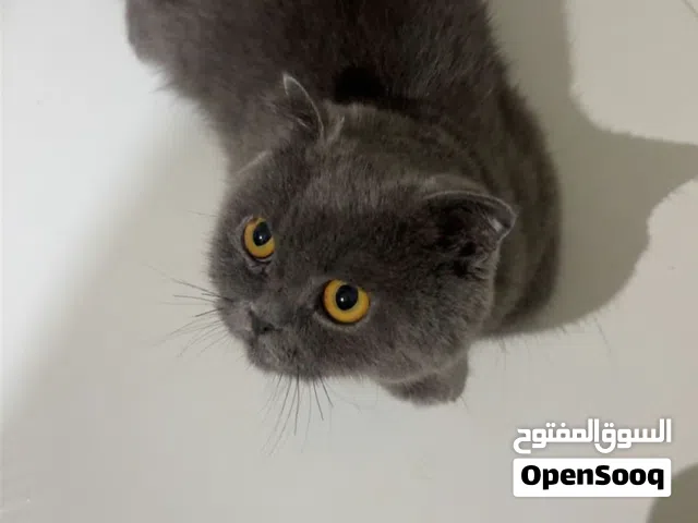 قطه سكوتش فولد