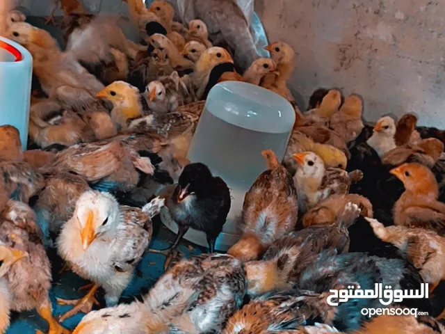 صيصان للبيع بسعررر حرررق