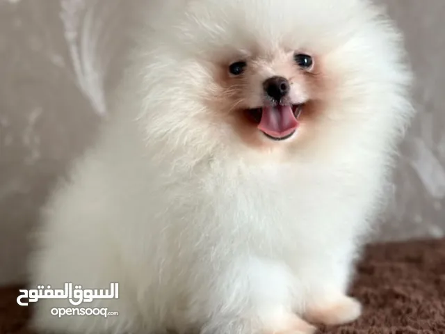 بومارينيان تيكب أصغر حجم مستوى عالي جدا pomeranian t_cup
