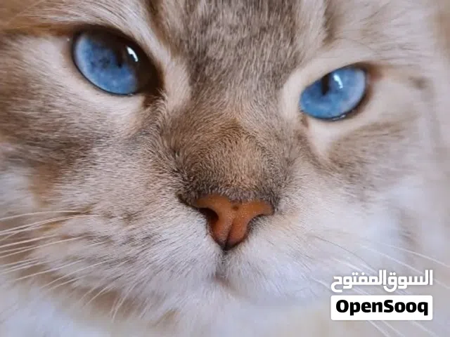 تزاوج قطط،ذكر طالب تزاوج،التزاوج في منزل لانثى لان عندي اطفال،القط ليس للبيع