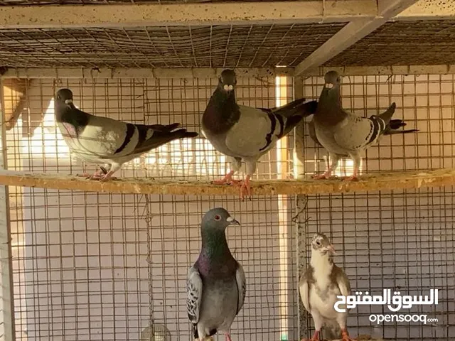 حمام زاجل اصلي بيور