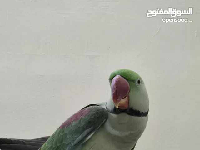 زوج متوه نيبالي alexandrine pair